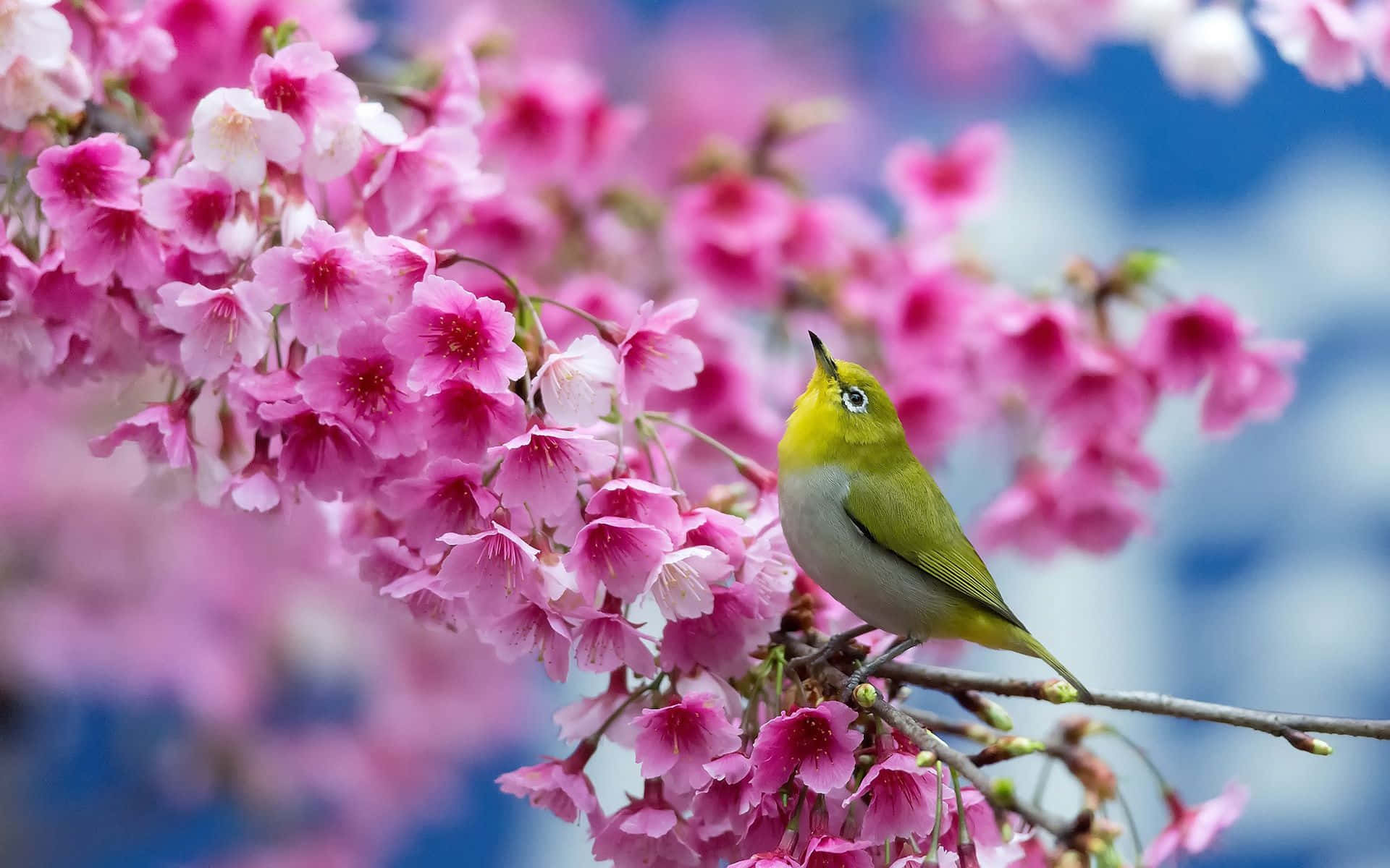 Njutav Vårens Friskhet Med Denna Vackra Utsikt