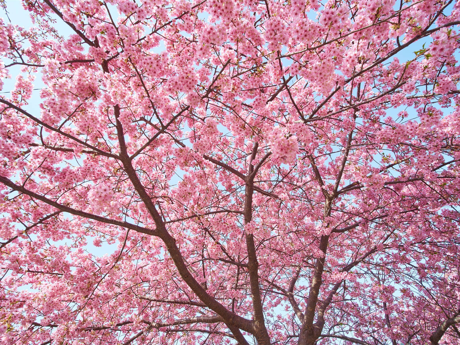 Vackervår Sakura-träd I Full Blom. Wallpaper