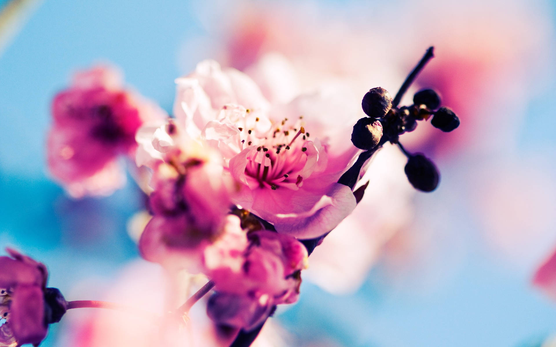 Beautiful Spring Cherry Blossom And Fruit Wallpaper