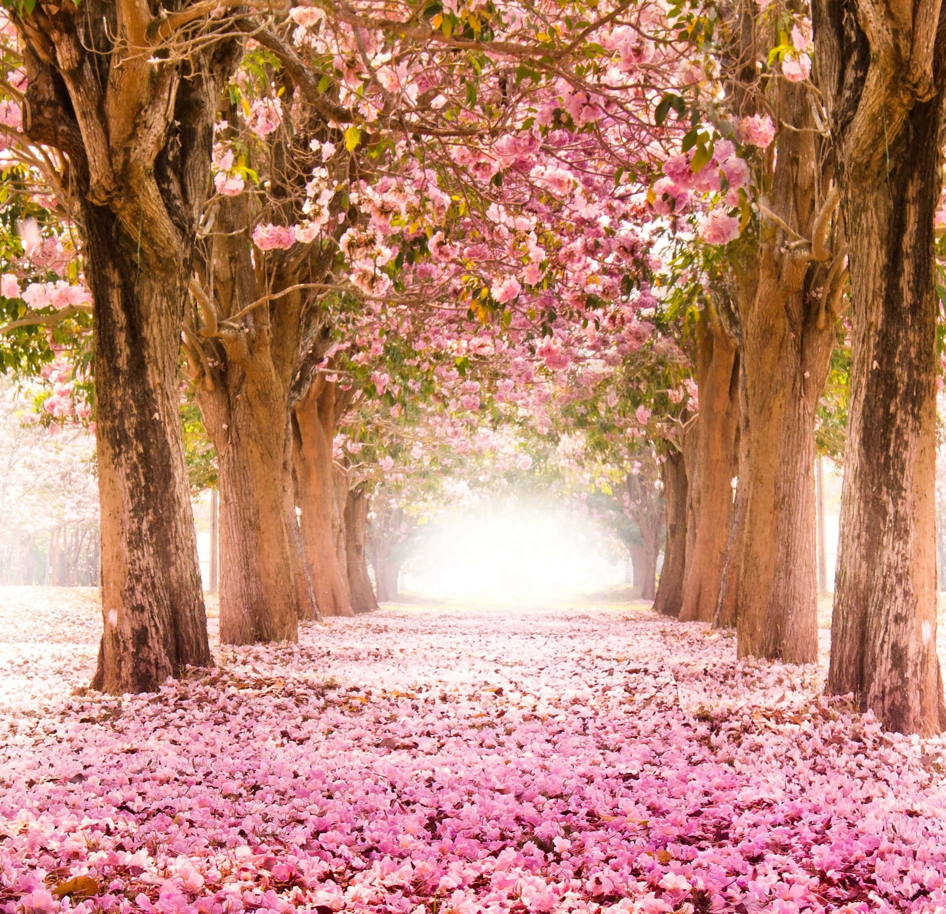 Naturenvaknar Till Liv I Vårens Skönhet.