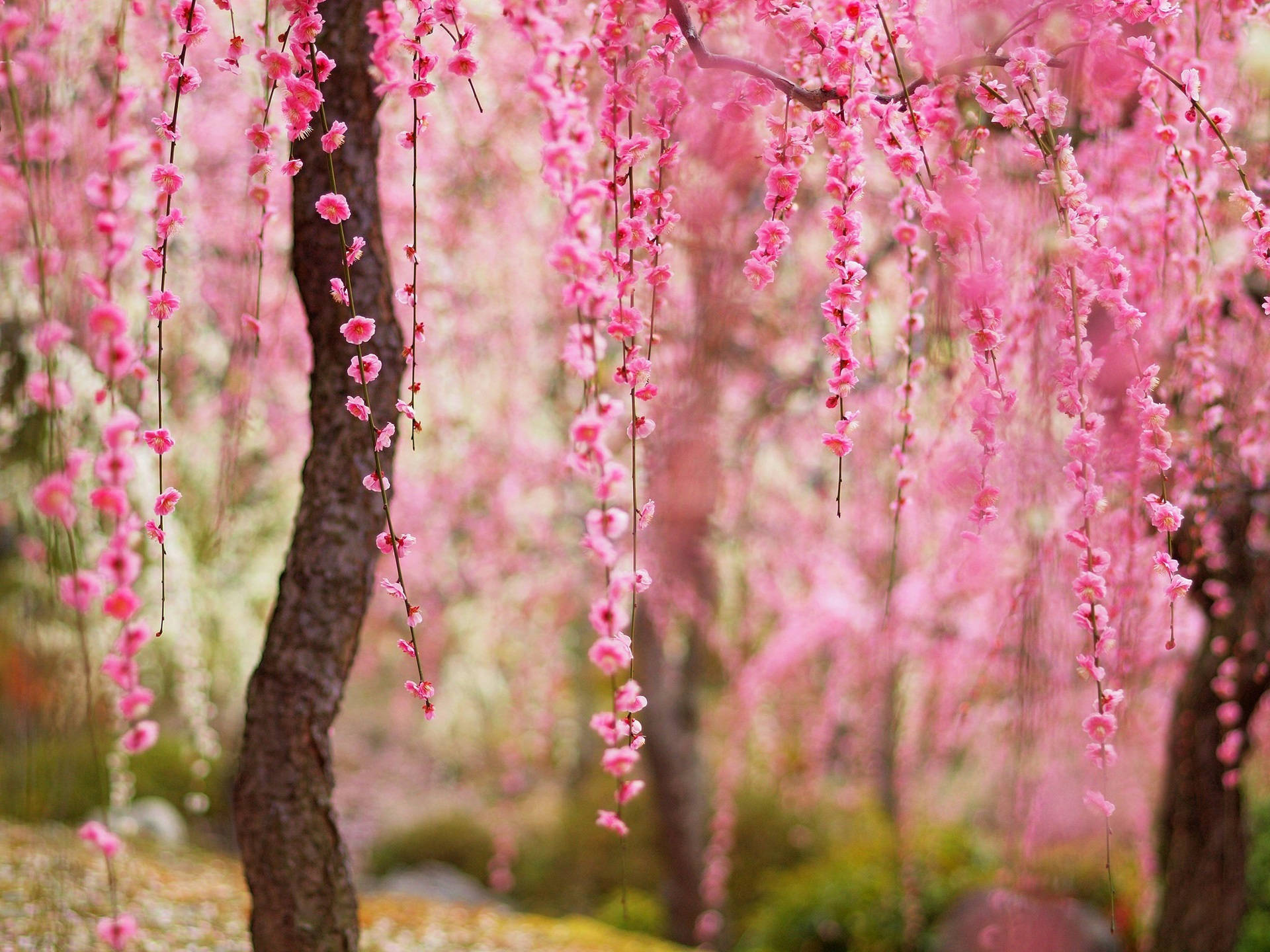 Hermosasflores Rosadas De Ciruelo En Primavera. Fondo de pantalla