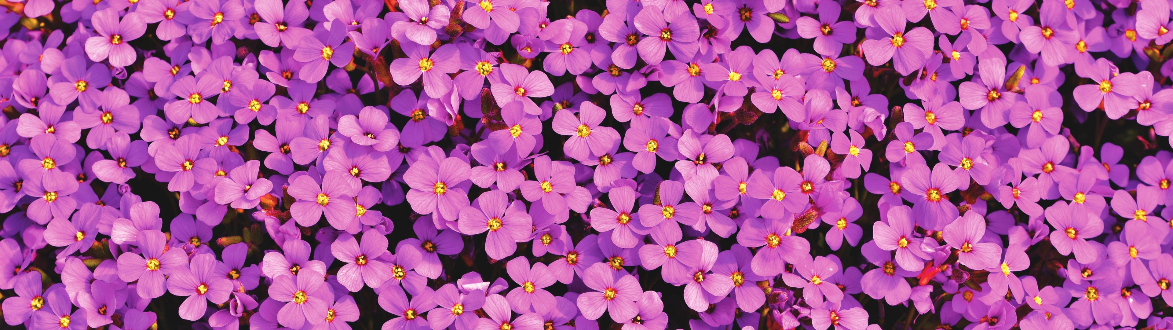 Smukke forår lilla Aubrieta blomster Wallpaper