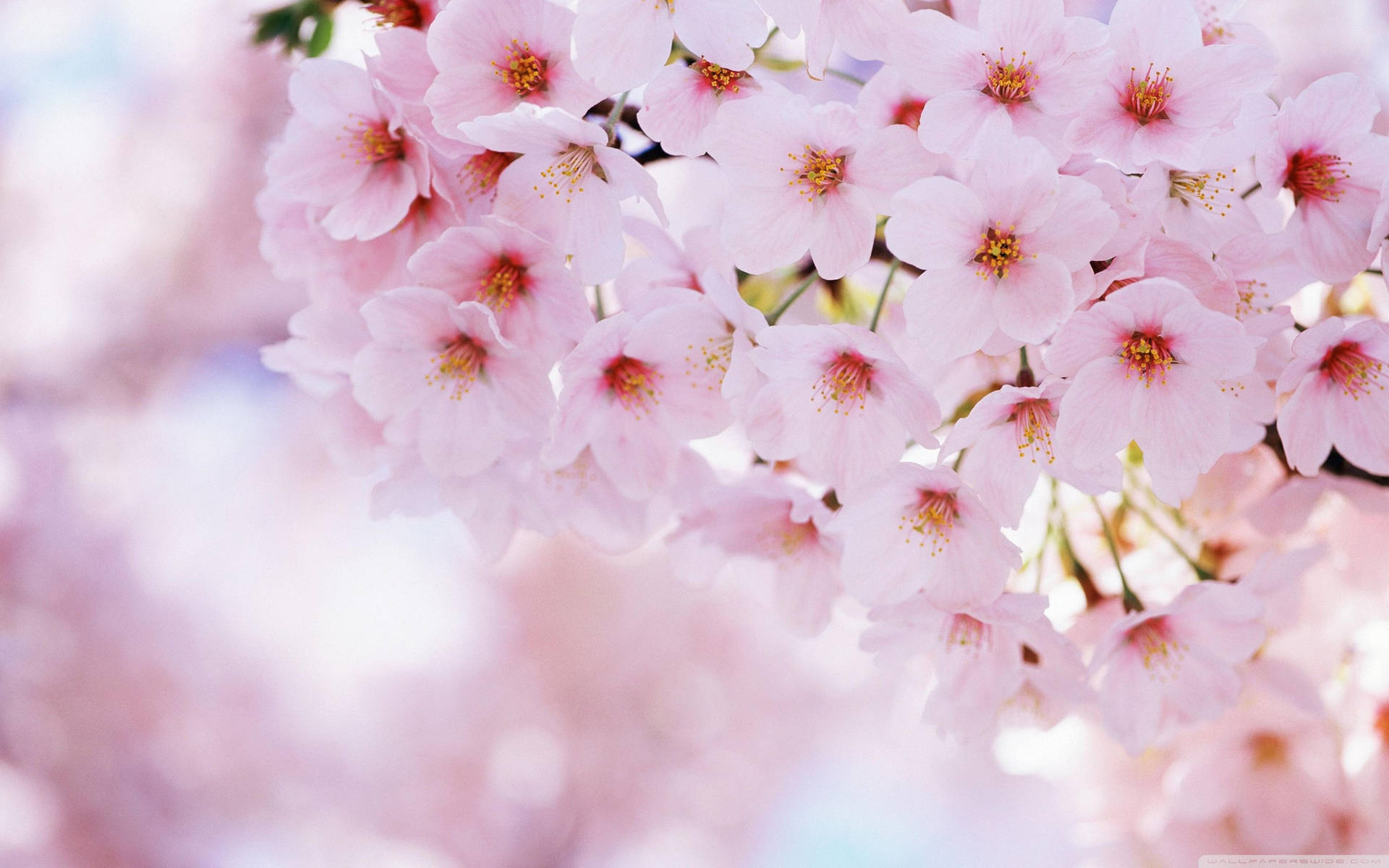 Beautiful Spring Cherry Blossom Flowers Bokeh Effect Wallpaper