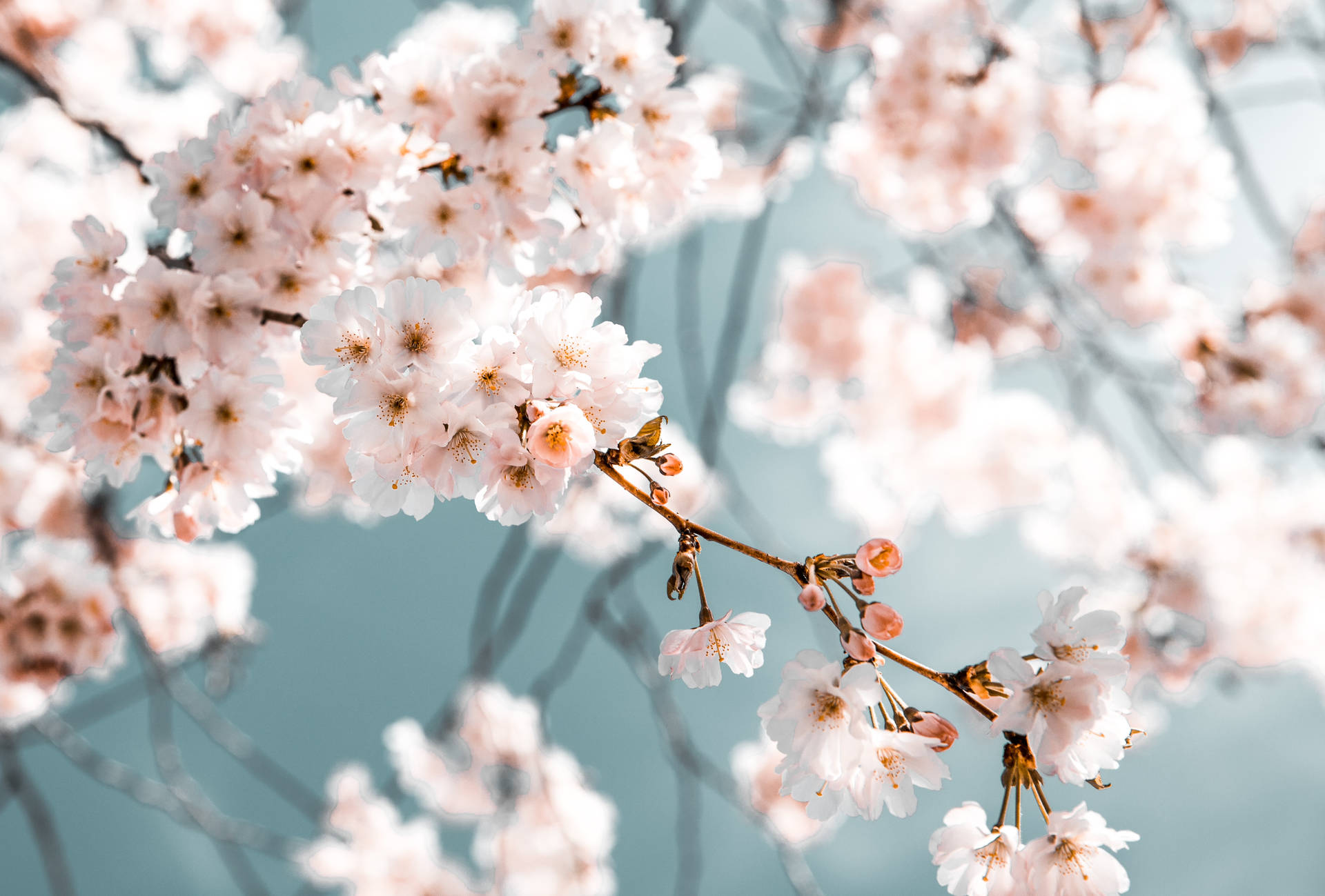 Beautiful Spring Cherry Blossom In Selective Focus Effect Wallpaper