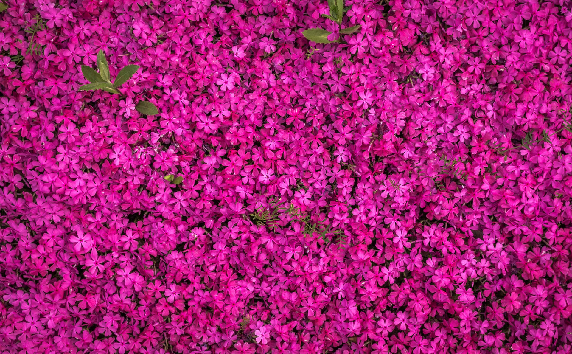 Beautiful Spring Pink Creeping Thyme Wallpaper