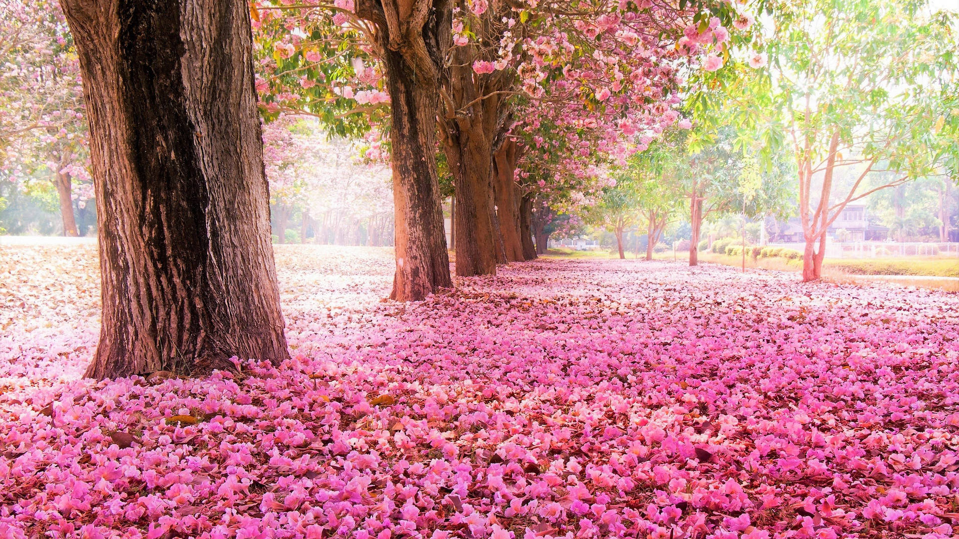 Wunderschönekirschblütenblättchen Im Frühling Wallpaper