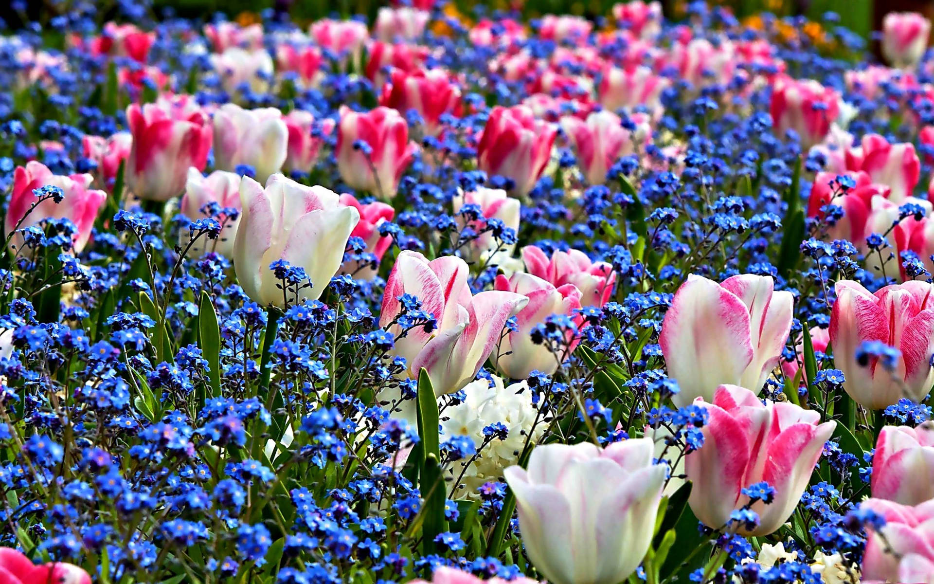 Beautiful Spring Tulips And Forget Me Nots Wallpaper