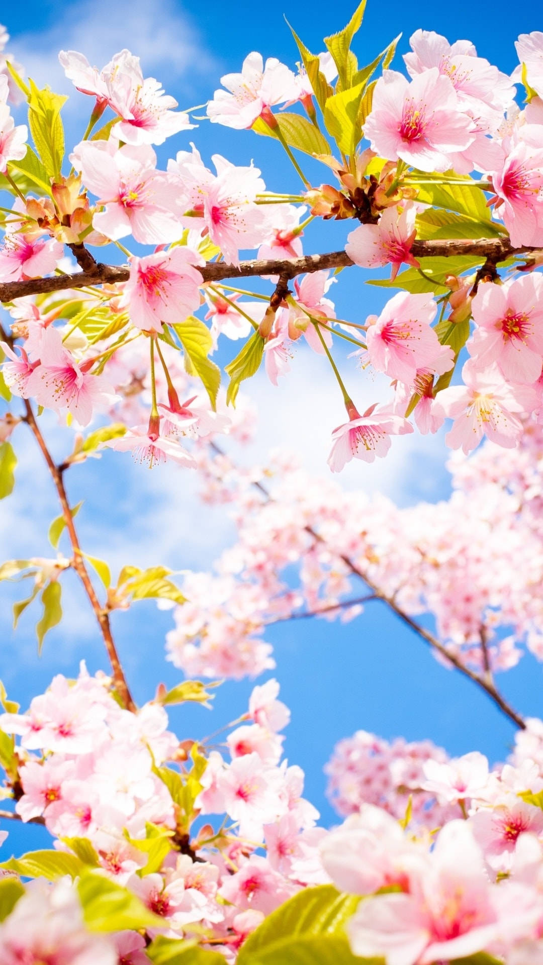 Smukke vår kirsebærblomst solrig dag Wallpaper