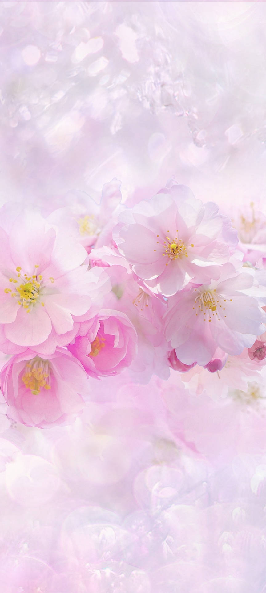 Vackravåriga Rosa Och Vita Sakura-blommor. Wallpaper