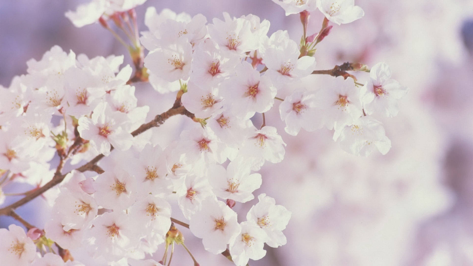 White Cherry Blossom Beautiful Spring Wallpaper