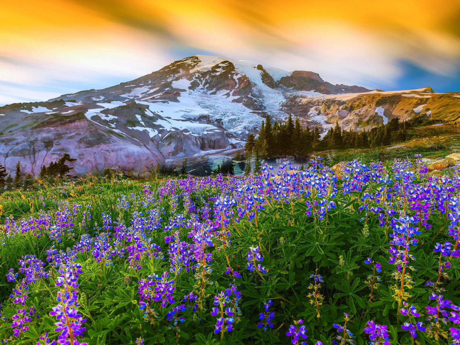 Beautiful Spring Bluebonnet Flowers In Mount Rainier National Park Wallpaper
