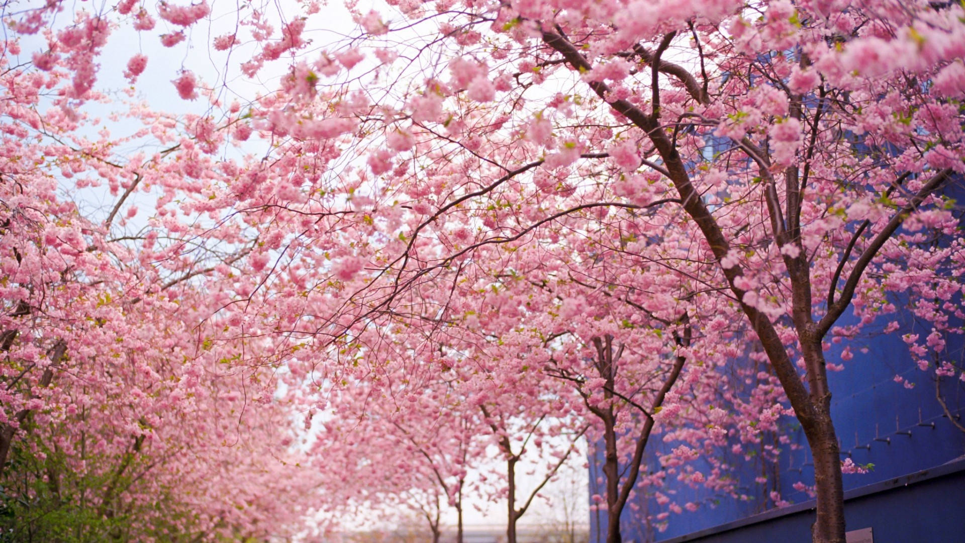 Schönefrühlingskirschblütenbäume Wallpaper