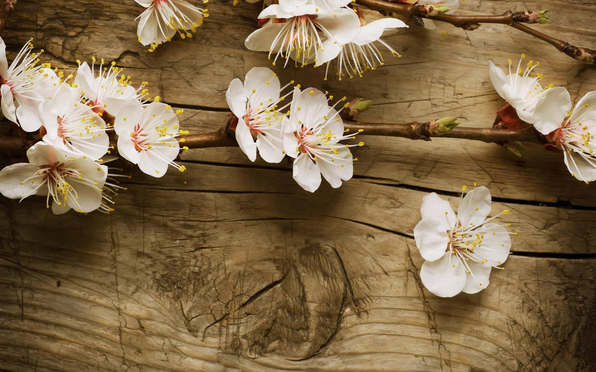Beautiful Spring Apple Blossom Flowers Wallpaper