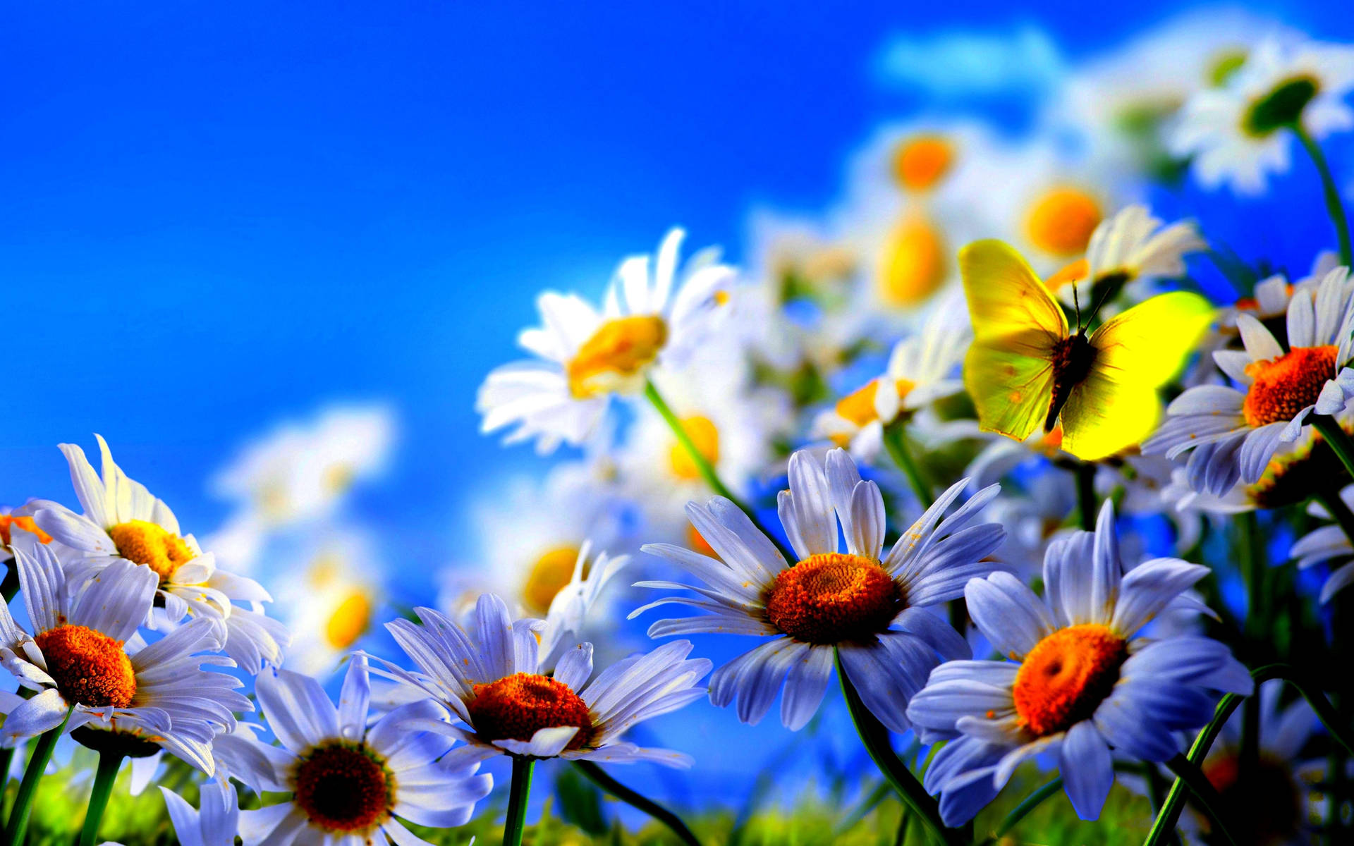 Beautiful Spring White Daisies And Butterfly Wallpaper