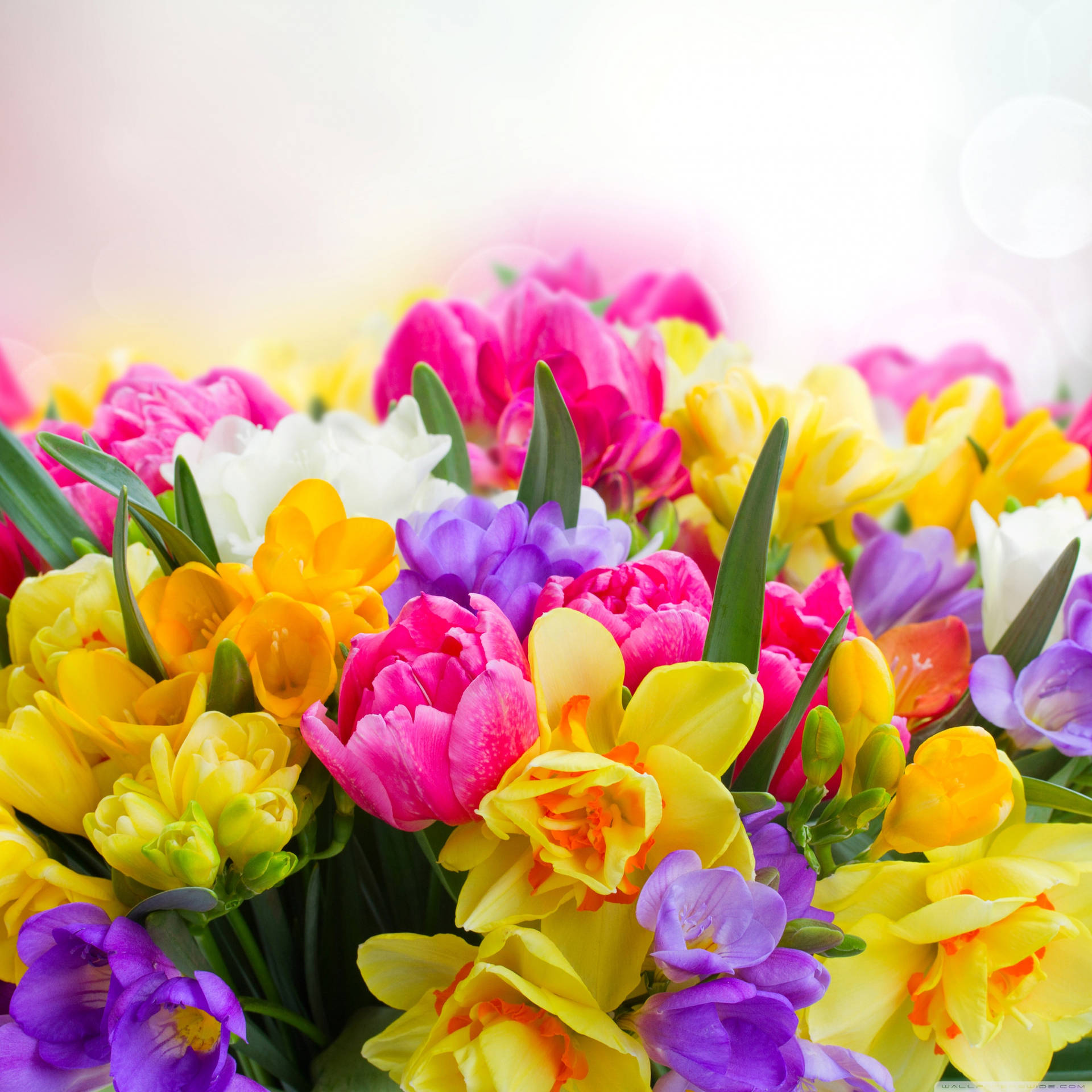 Smukke forår tulipaner freesiaer narcisser og krokus blomster mønster tapet Wallpaper