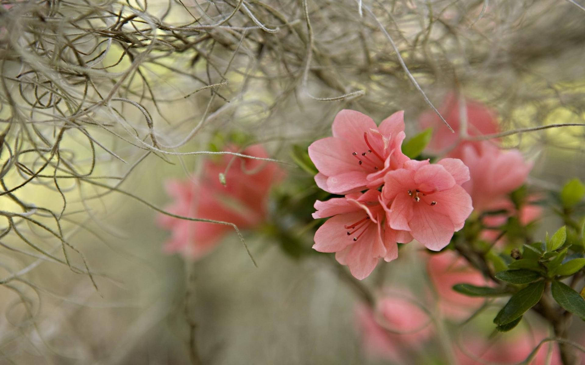 Pink Beautiful Spring Azalea Flowers Wallpaper