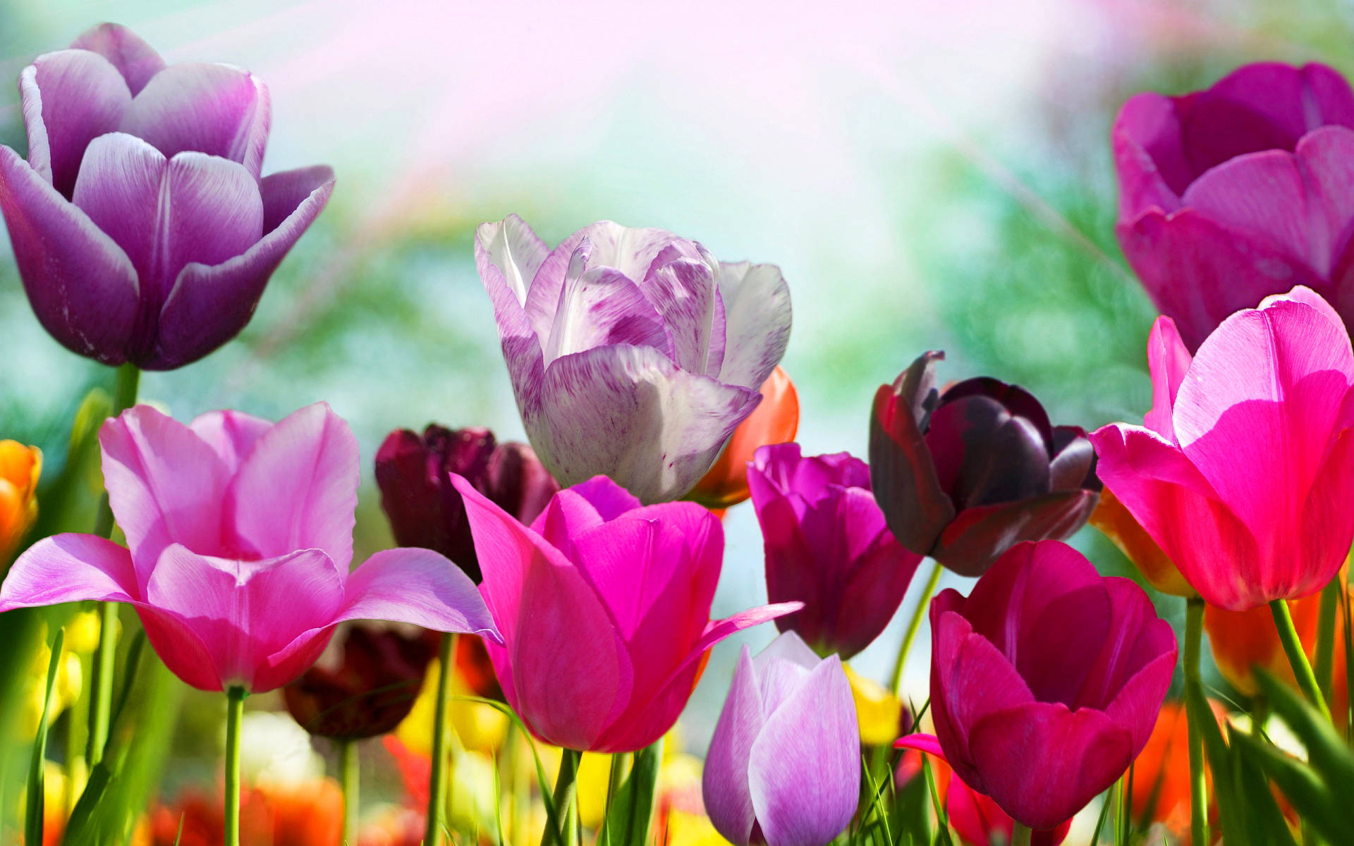 Smukke forår lilla pink og oransje tulipaner vibrerende blomstre Wallpaper