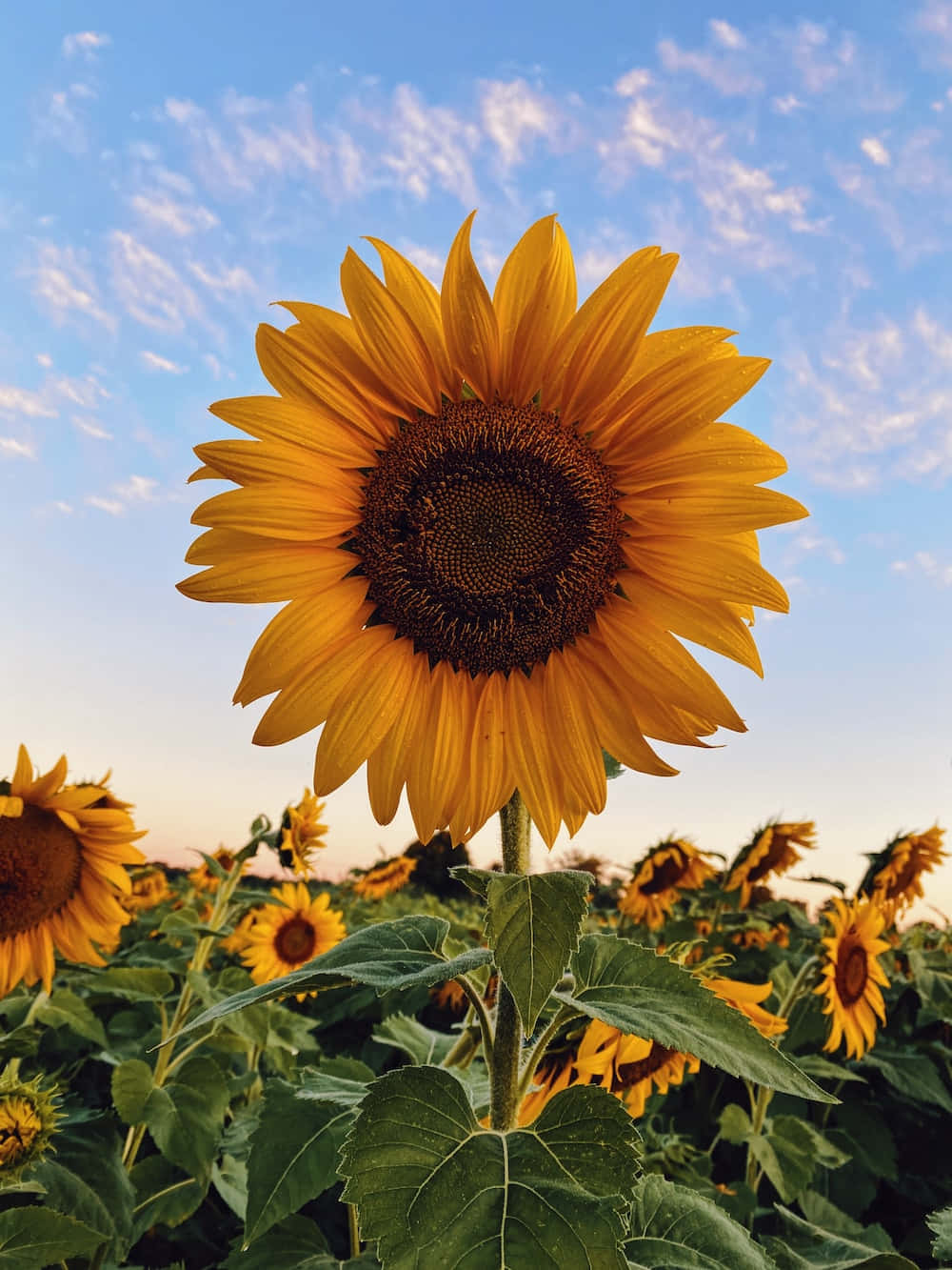A Vibrantly Colored Sunflower with Sun Rays Beaming Down