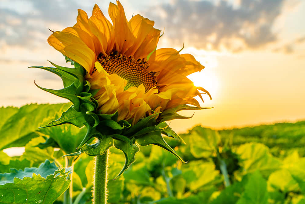 Einebeeindruckende Sonnenblume, Die Im Sonnenlicht Badet.