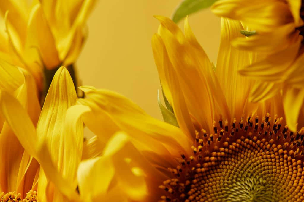 "A Bright and Colorful Sunflower in the Warm Sunlight"