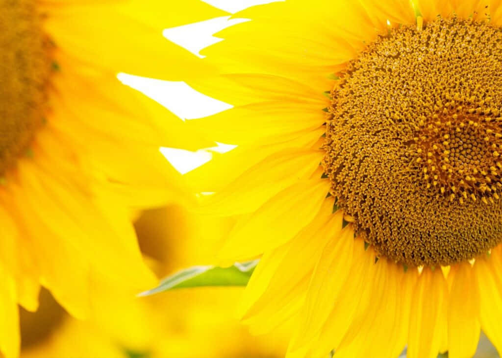 A beautiful sunflower against a bright blue sky