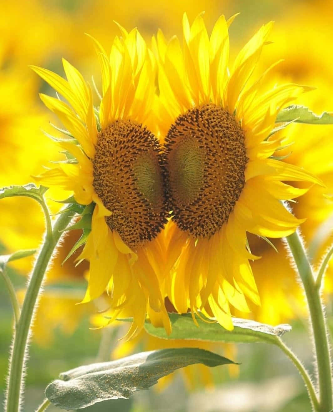 Begrüßedie Sonne Mit Einer Wunderschönen Sonnenblume.