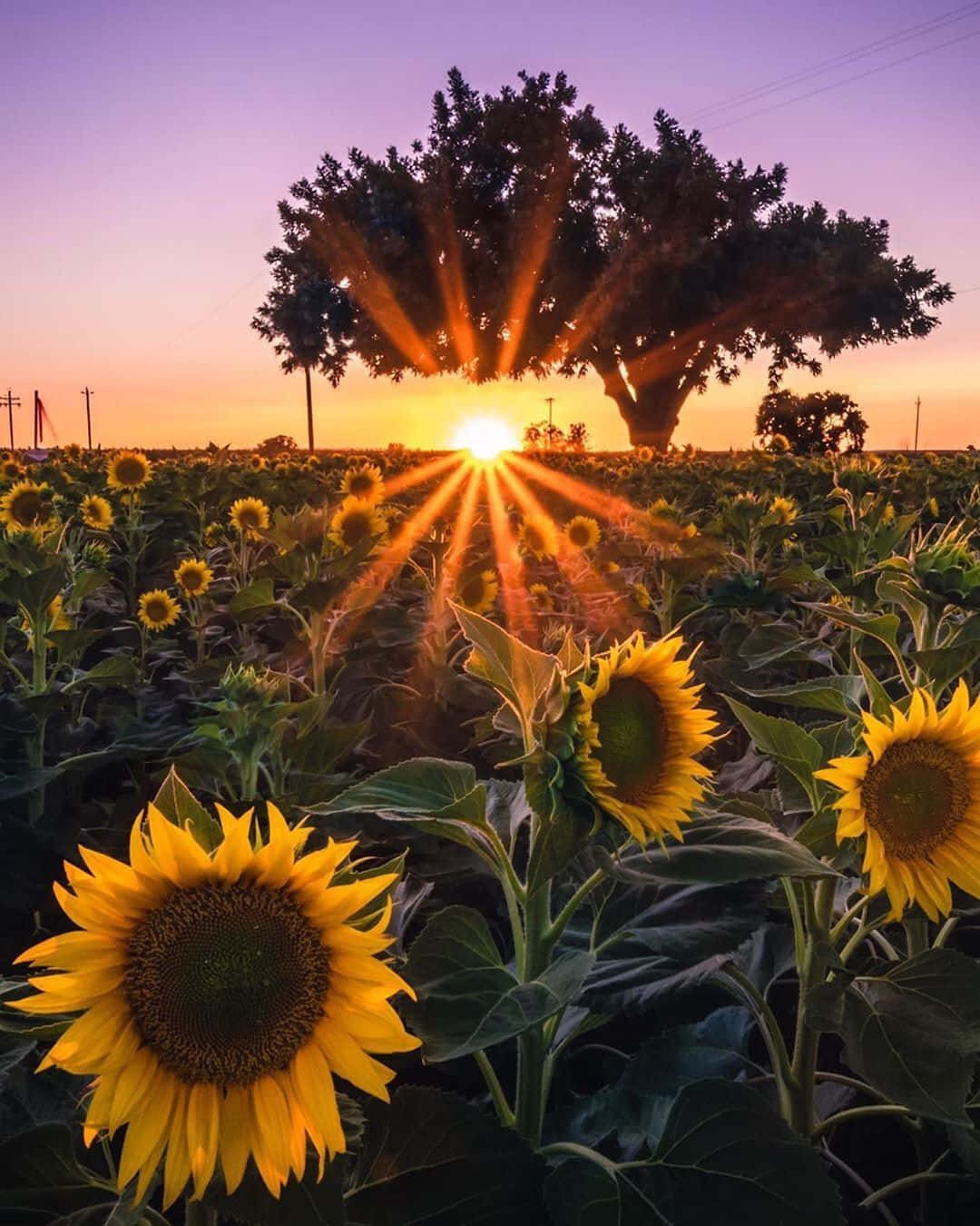A beautiful sunflower glowing in the summer sun