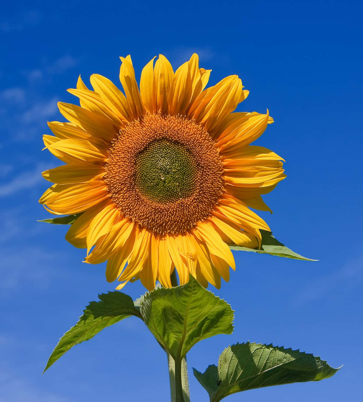Helleund Lebendige Wunderschöne Sonnenblume