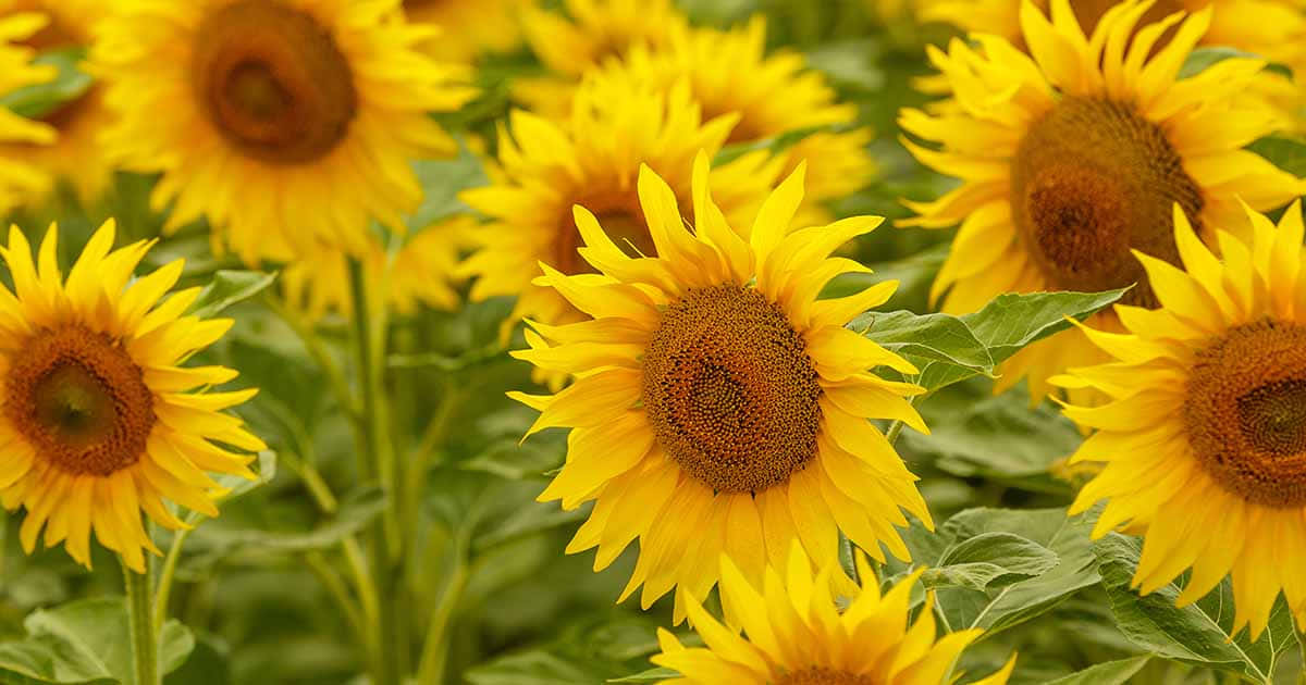 Naturpur - Wunderschöner Sonnenblumen-hintergrundbild