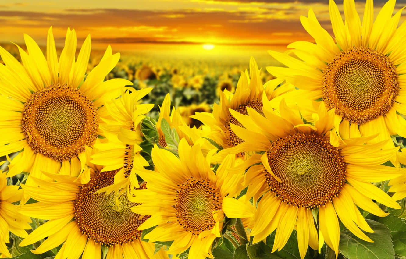 Eineleuchtende Sonnenblume, Die Ihre Wahre Schönheit Zeigt.