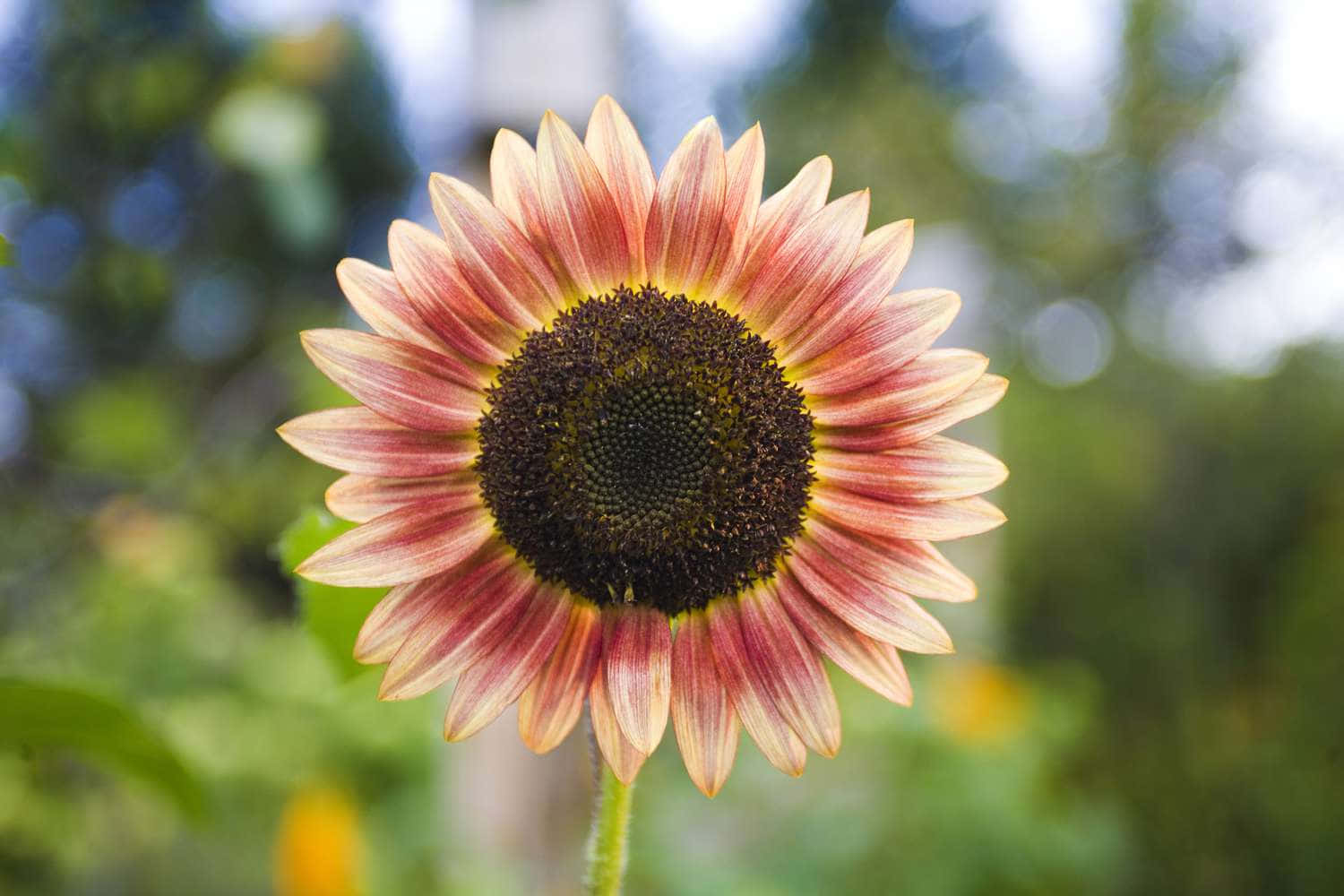 Einesonnenblume Mit Leuchtend Gelben Blütenblättern, Die In Der Sonne Baden.