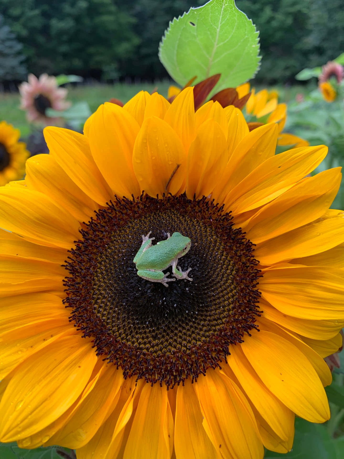"Take a moment to appreciate the beauty of this sunflower"