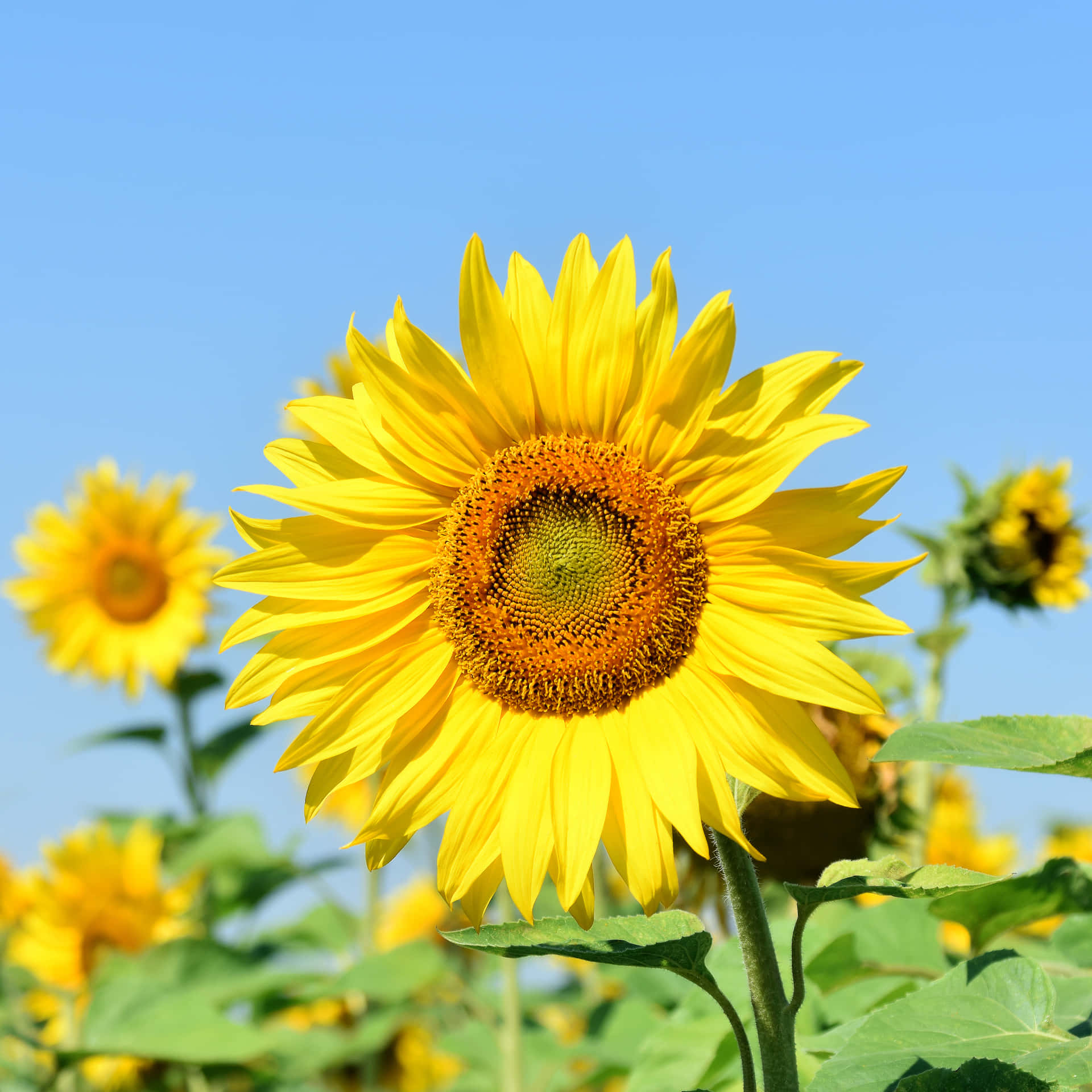 "A stunning yellow sunflower stands tall amidst a blooming garden."