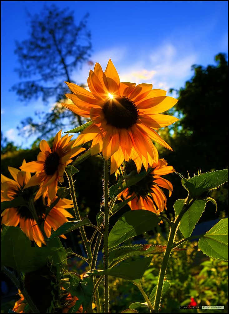 Dieschönheit Einer Sonnenblume In Voller Blüte