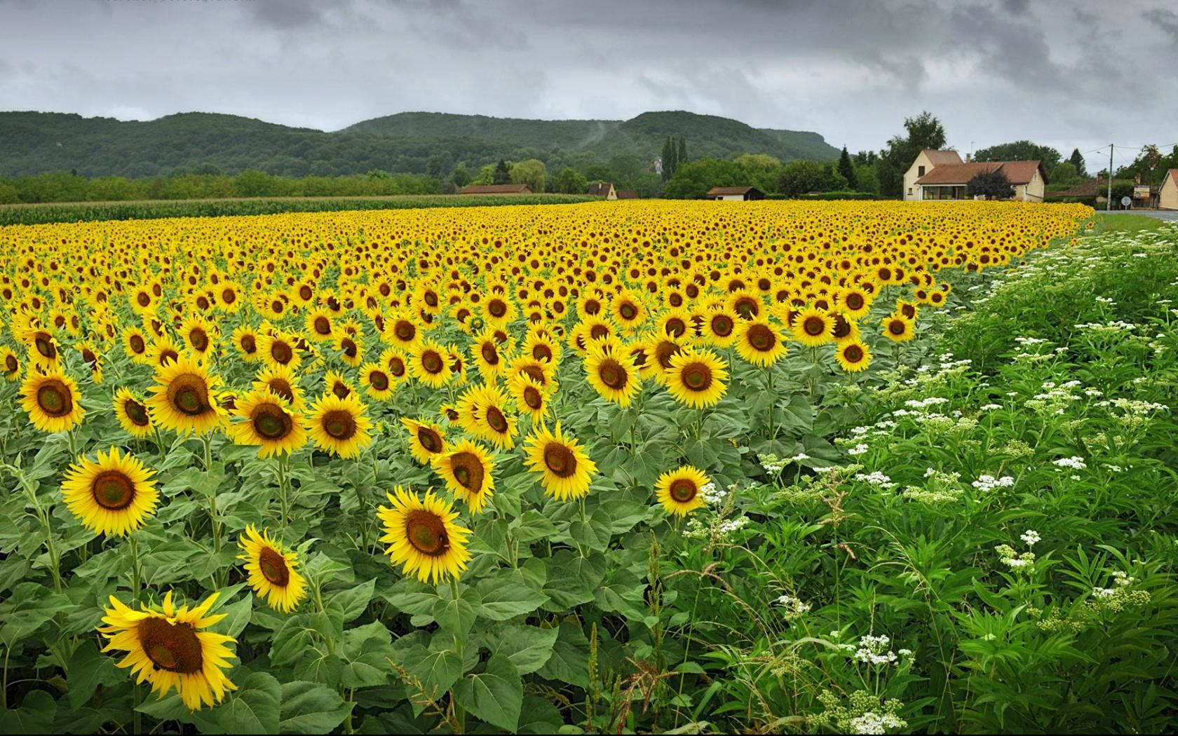 field of beautiful Sunflowers Wallpaper