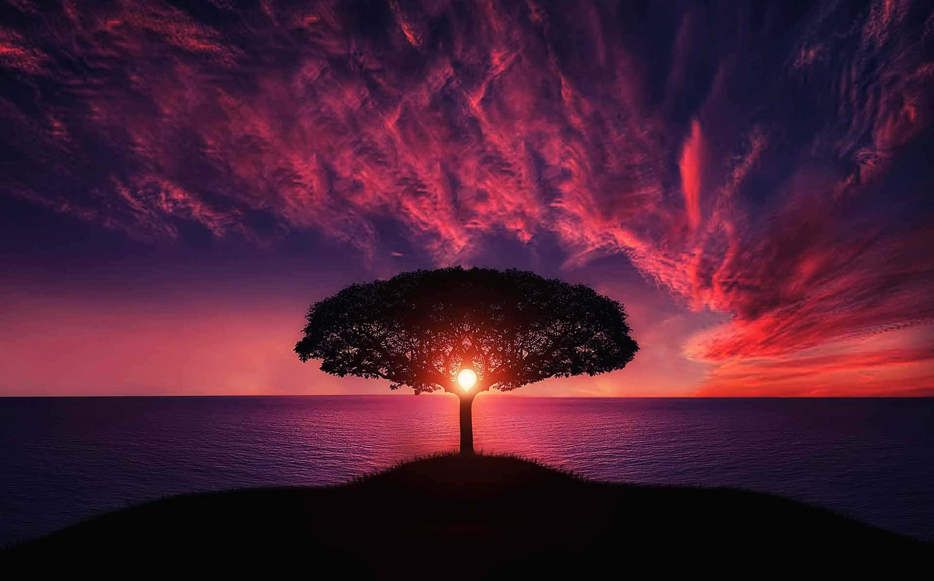 A Tree Is Standing On Top Of A Hill With A Sunset Behind It