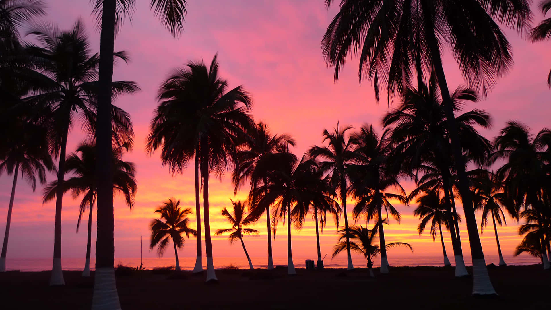 Beautiful Sunset With Palm Tree Wallpaper