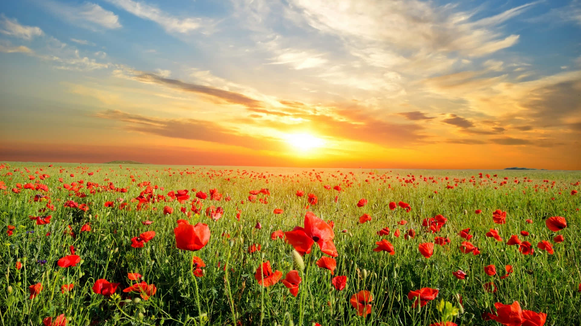 Red Poppies In The Field At Sunset Wallpaper