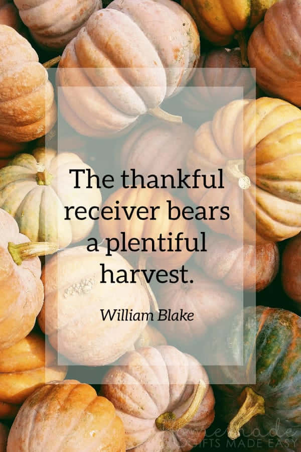 Beautiful Thanksgiving Quote On Pumpkins Picture