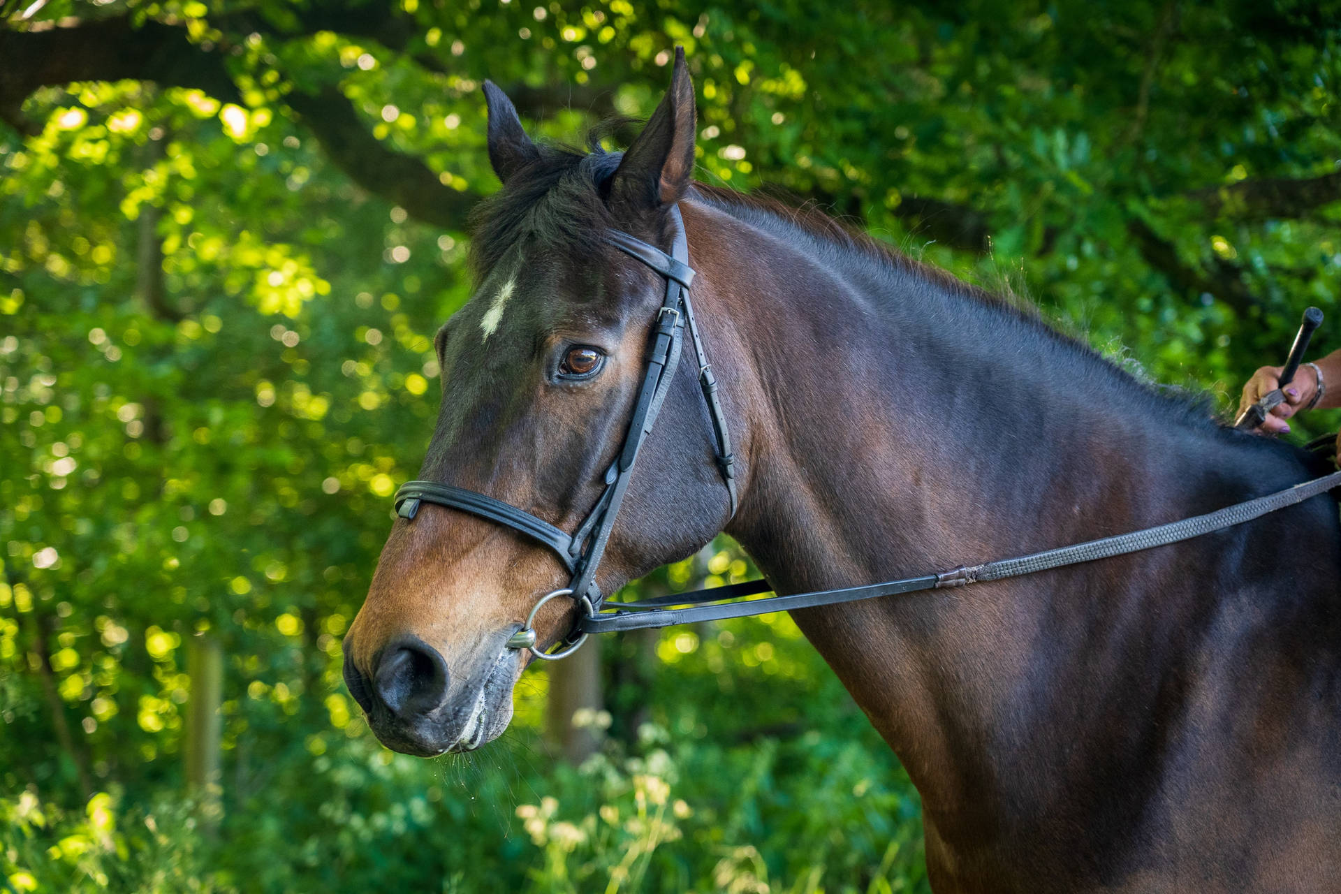 Beautiful Thoroughbred Horse Face