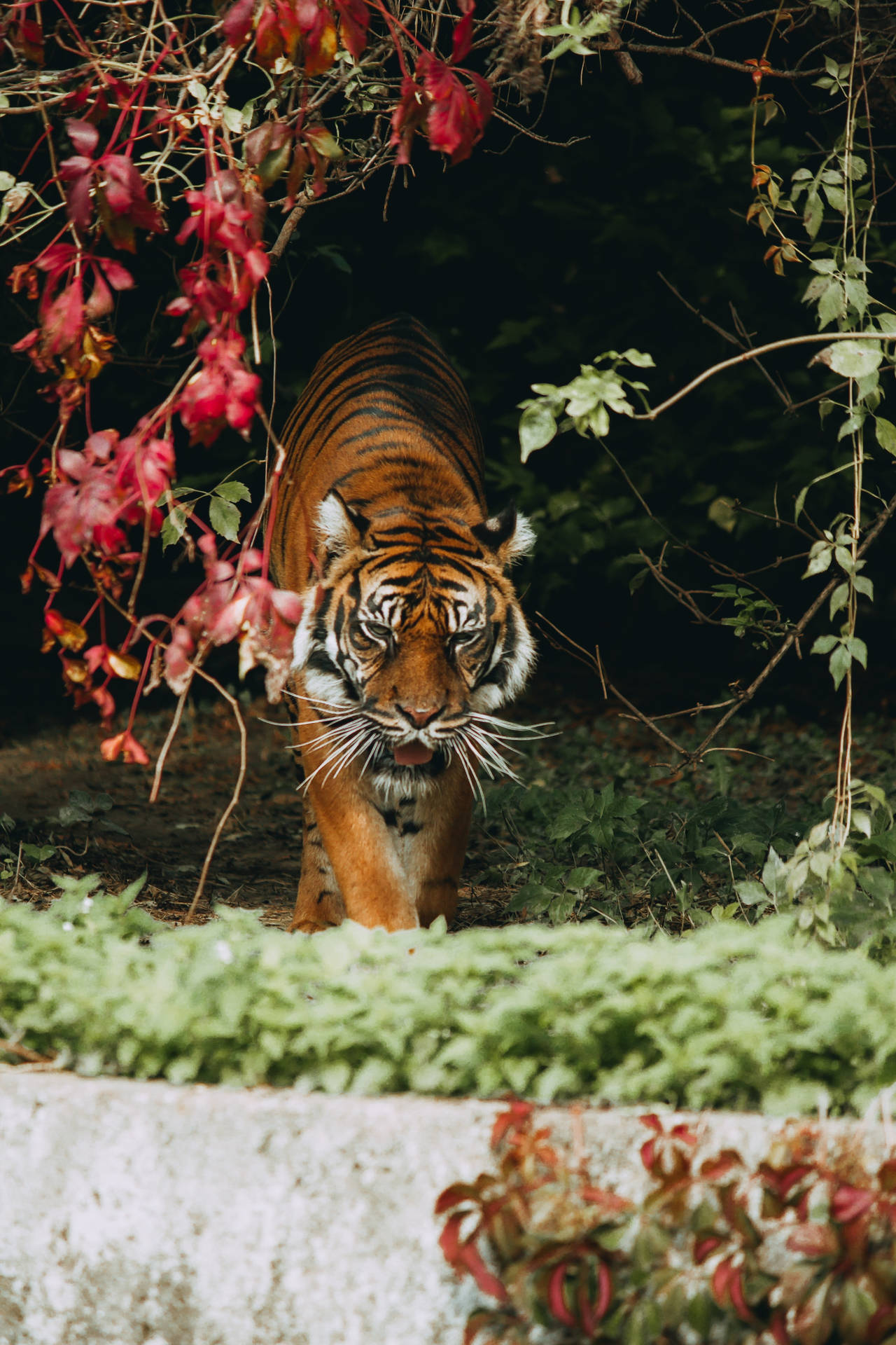 Beautiful Tired Sumatran Tiger Hd Wallpaper