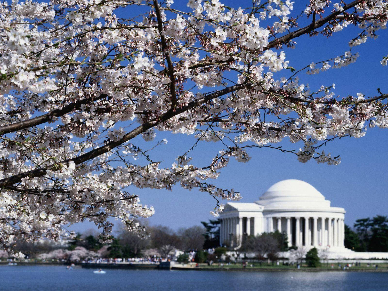 Beautiful Tree And Jefferson Memorial Background