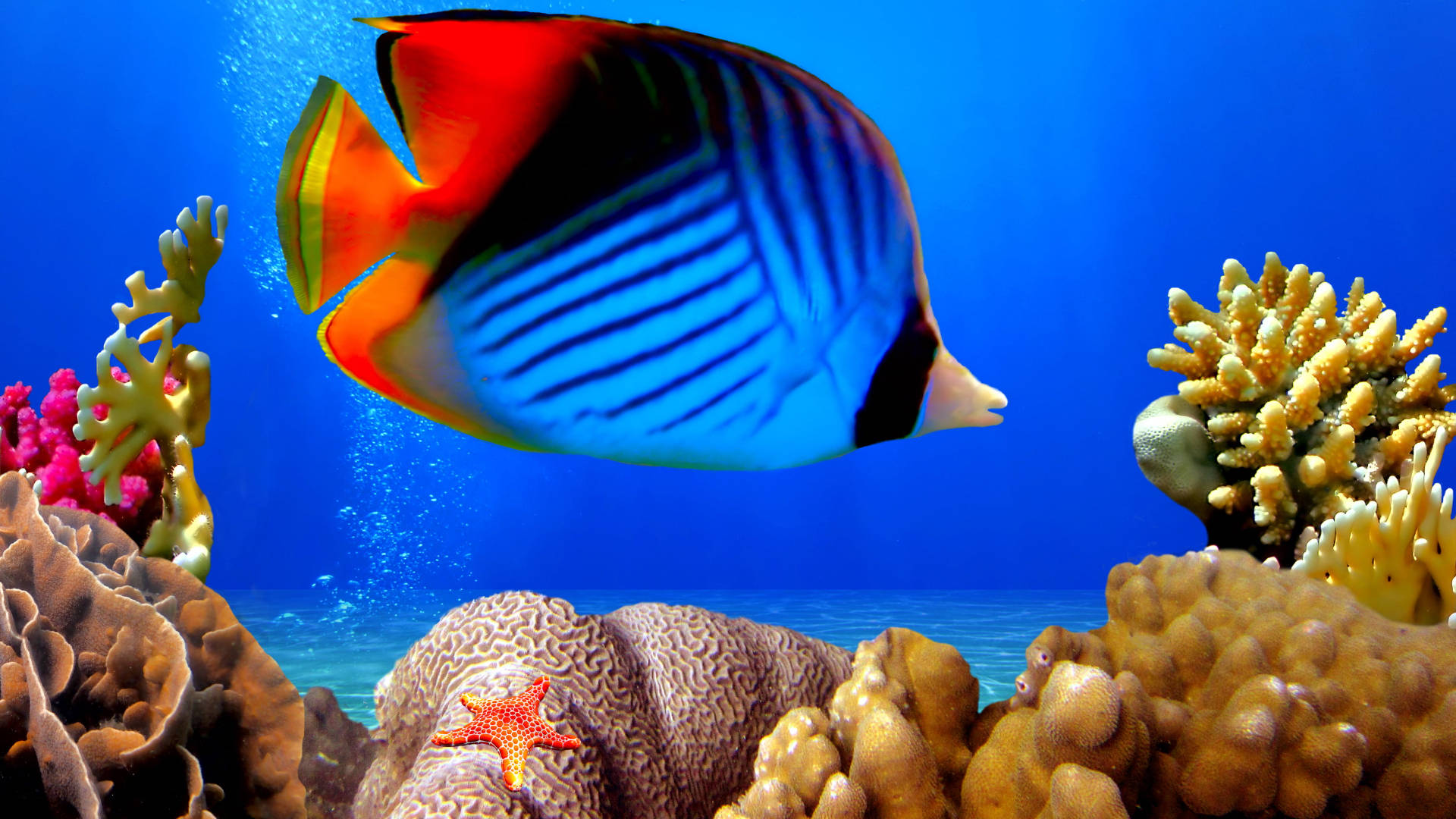 Smukke tropiske fisk svømme på et pastelfarvet blåt baggrund Wallpaper