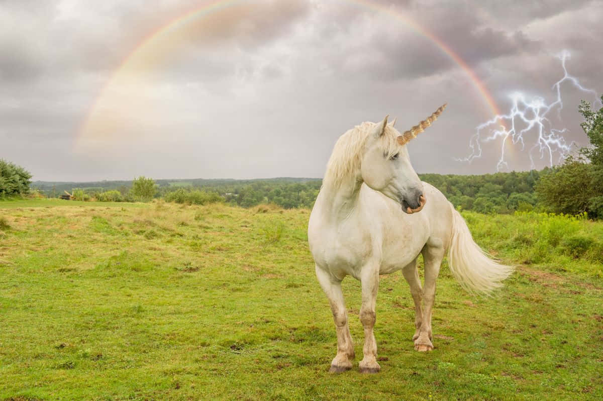 Beautiful Unicorn Standing On Grassfield And Rainbow Picture