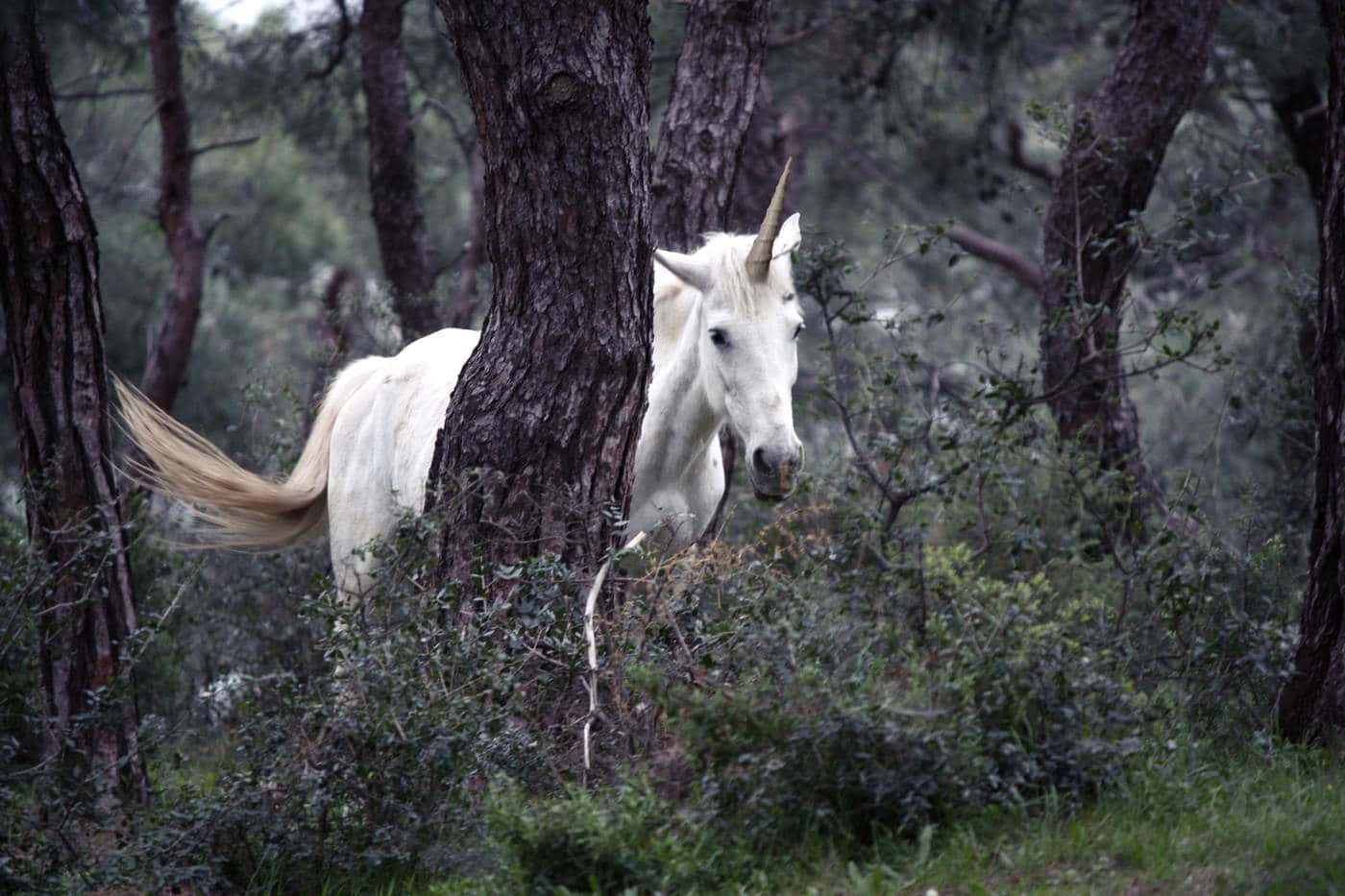 Bellissimaimmagine Di Un Unicorno Che Corre Nel Bosco