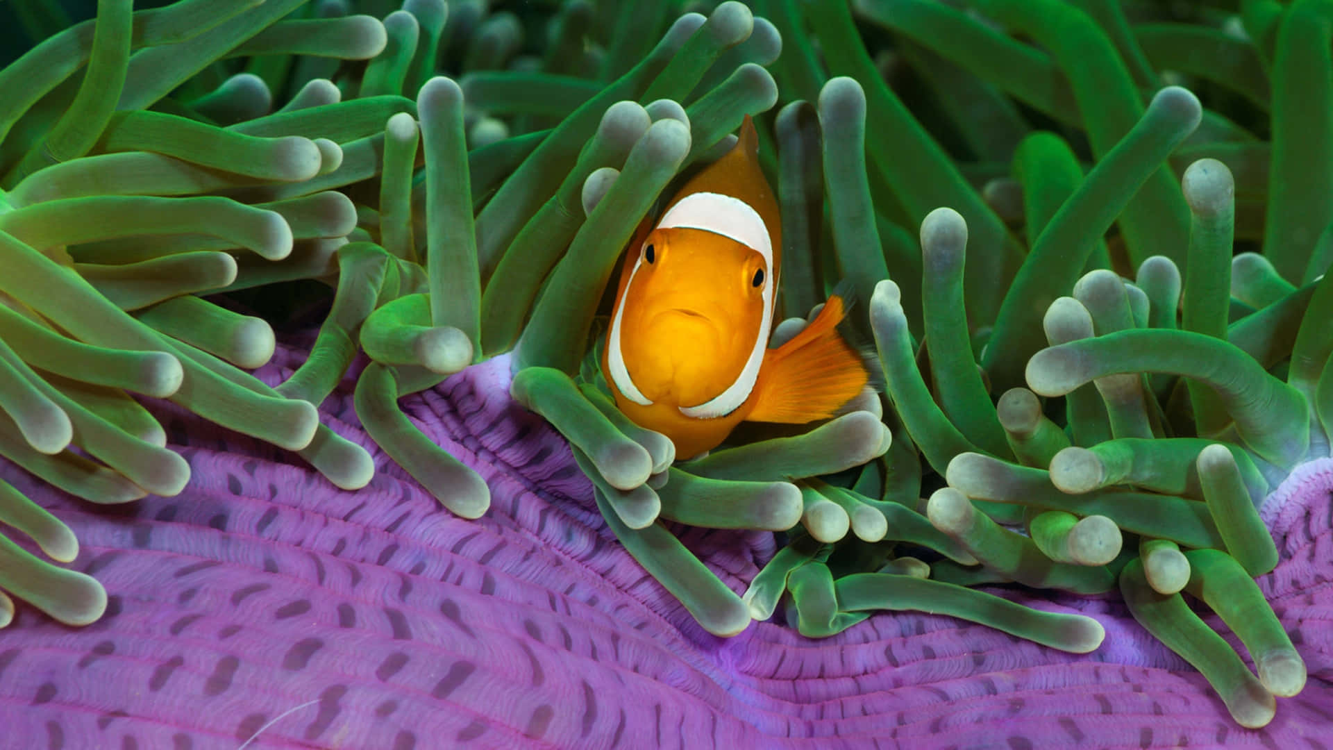 Beautiful Vibrant Clownfish Swimming Freely In Their Natural Habitat Wallpaper