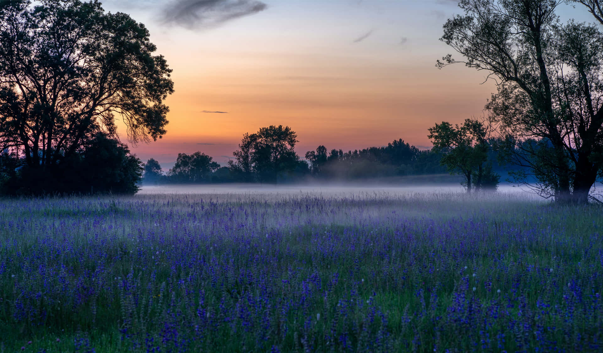 A Field With Purple Flowers And Trees At Sunset Wallpaper