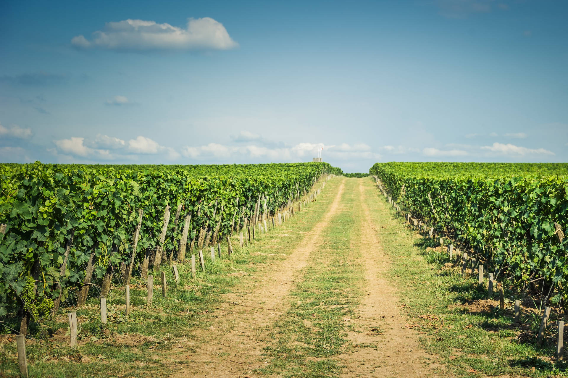 Beautiful Vine Pathway In A Vineyard Farm Wallpaper