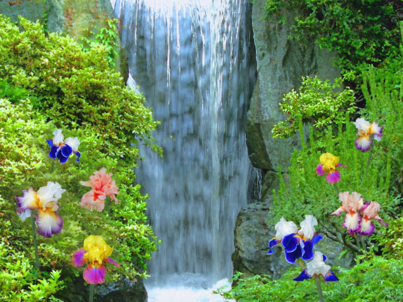 Beautiful Waterfall Pansy Flowers Wallpaper