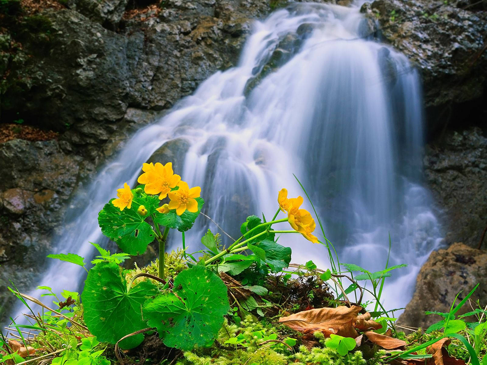 Beautiful Waterfall With Yellow Flowers Wallpaper